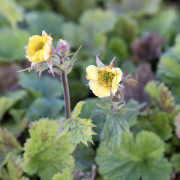 Trädgårdsnejlikrot - Geum hybr. Tempo ™ Yellow (Krukstorlek: 0,5-1L)