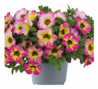 Småpetunia, Million Bells, Stickling 3-pack - Calibrachoa Cabaret® Early Diva Cherry