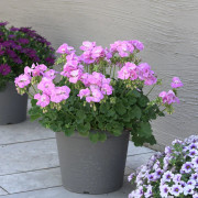 Pelargon, Stickling 3-pack - Pelargonium x hortorum Sunrise Lavina