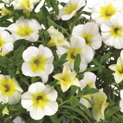 Småpetunia, Million Bells, Stickling 3-pack - Calibrachoa Cabaret ® Frosty Lemon