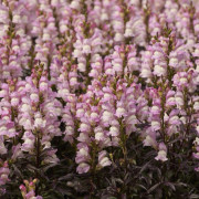 Lejongap, Stickling, Snap in Black Pink 2-pack - Antirrhinum majus Snap in Black Pink