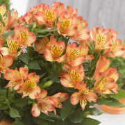 Alstroemeria, Stickling, Inticancha ® Bryce 1-pack - Alstroemeria Inticancha® Bryce