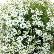 Strandkrassing Snow White, stickling 2-pack - Lobularia maritima Snow White