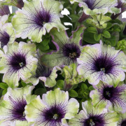 Petunia, Stickling 3-pack - Petunia hybrida Amazonas™ Plum Cockatoo