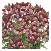 Nemesia, Stickling 3-pack - Nemesia Fairy Kisses™ Boysenberry