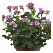 Doftpelargon, Stickling 3-pack - Pelargonium Torento (Coca Cola)