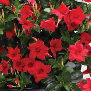 Mandevilla, Stickling 3-pack - Mandevilla sanderi Sundaville ® Red