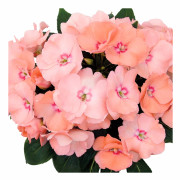 Lyckliga Lotta, Stickling 3-pack - Impatiens hawkerii Paradise Nosara