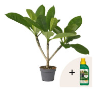 Hawaiiansk frangipani + växtmat - Plumeria rubra - Höjd 45-55cm - ⌀17cm