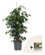 Benjaminfikus - Ficus benjamina 'Danielle' - Höjd 100-110cm - ⌀21cm