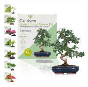 CULTIVEA Kit Första Bonsai Carmona | Klart att Växa med Frön & Tillbehör – Trädgårdsgåva Idé | Tillverkad i Frankrike