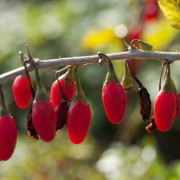 Gojibär / Bocktörne - Lycium barbarum Little Goji ® (Storlek: busk C3,4)