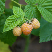 Hösthallon - Rubus idaeus Primeberry ® Autumn Sun ® (Storlek: 30-40 C3,4)