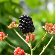 Björnbär/Krukbjörnbär - Rubus fruticosus BrazelBerry ® Baby Cakes ® (Storlek: 20-25 C2,8)