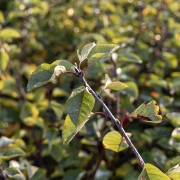 Bärhäggmispel / Saskatoon - Amelanchier alnifolia Honeywood (Greatberry ® Aroma) (Storlek: 30-40 C2)