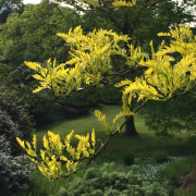 Korstörne - Gleditsia triacanthos Sunburst (Storlek: 100-125 C10)