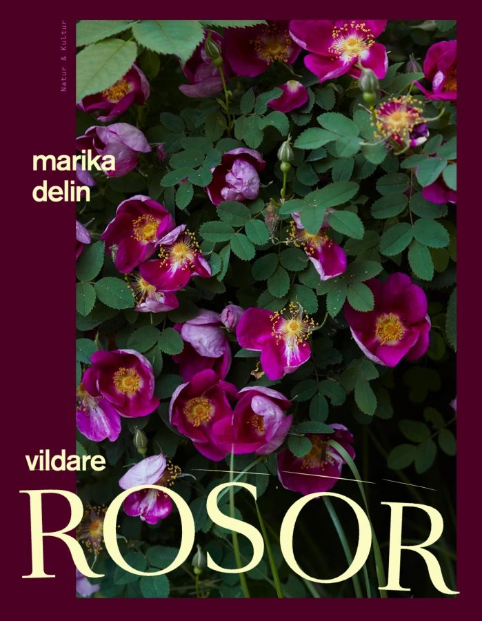 Vildare rosor