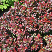 Dvärgberberis - Berberis thunbergii Bagatelle (Storlek: C2)