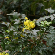 Mahonia - Mahonia aquifolium (Storlek: 20-25 C3)