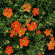 Ölandstok - Dasiphora fruticosa Red Ace (Storlek: busk C3,5)
