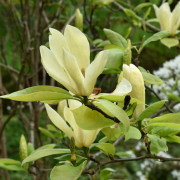 Hybridmagnolia - Magnolia Yellow Lantern (Storlek: 50-60 C5)