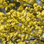 Japansk Körsbärskornell - Cornus officinalis (Storlek: busk C4,5)