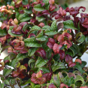 Virginsk Vinterrosling - Leucothoe axillaris Curly Red ® (Storlek: 20-25 C2)