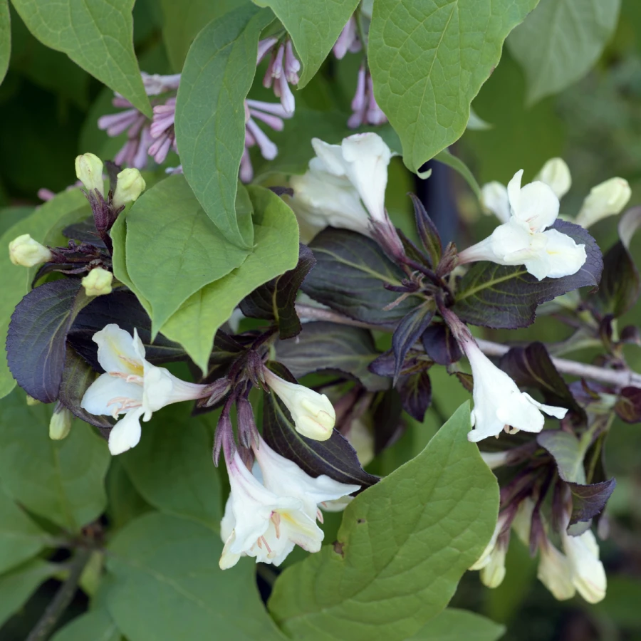Prakttry - Weigela hybr. Black and White ® (Storlek: 30-40 C3)