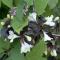 Prakttry - Weigela hybr. Black and White ® (Storlek: 30-40 C3)