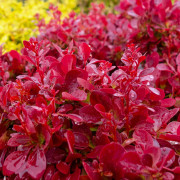 Dvärgberberis - Berberis thunbergii Lutin Rouge ® (Storlek: 20 C3)