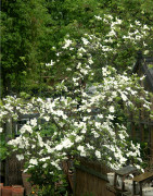 Blomsterkornell - Cornus x Eddie´s White Wonder (Storlek: 60-80 C7)