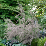 Junitamarisk - Tamarix parviflora (Storlek: busk C3)