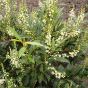 Lagerhägg - Prunus laurocerasus Herbergii (Storlek: 30-40 C3)