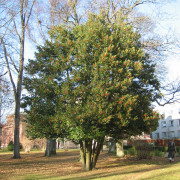 Järnek - Ilex aquifolium Myrtifolia (Storlek: 30-35 C3)