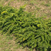 Hybridberberis - Berberis x frikartii Telstar (Storlek: busk C2,3)