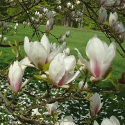 Praktmagnolia - Magnolia x soulangeana (Storlek: 60-80 co)