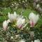 Cramers Blommor