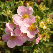 Ölandstok - Dasiphora fruticosa Blink (Princess) (Storlek: 25-30 C3)