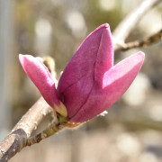 Magnolia - Magnolia Cleopatra ® (Storlek: 100-125 C10)