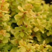 Dvärgberberis - Berberis thunbergii Golden Nugget ® (Storlek: 25-30 C3)