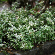 Klätterbenved - Euonymus fortunei Harlequin (Storlek: busk C2)