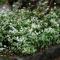 Cramers Blommor