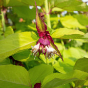 Fasanbuske - Leycesteria formosa Golden Lanterns ® (Storlek: 40-50 C3)
