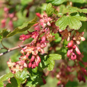 Gordonrips - Ribes x gordonianum (Storlek: 30-40 C3)