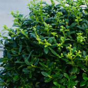 Japansk Järnek Klot - Ilex crenata Soft Touch (Storlek: Klot 15-20 C2,8)