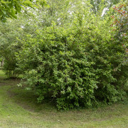 Prakttry - Weigela Candida (Storlek: 30-40 C3)