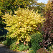 Skogskornell - Cornus sanguinea Winter Beauty (Storlek: 30-40 C3)