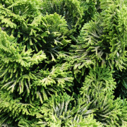 Japansk Ädercypress Stam - Chamaecyparis obtusa Nana Aurea (Storlek: 40 stam C5)