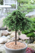 Krypen Stam - Juniperus communis Green Mantle (Storlek: 75 stam C5)