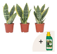 Svärmorstunga - Set om 3 - Sansevieria trifasciata - Höjd 35-40cm - ⌀12cm